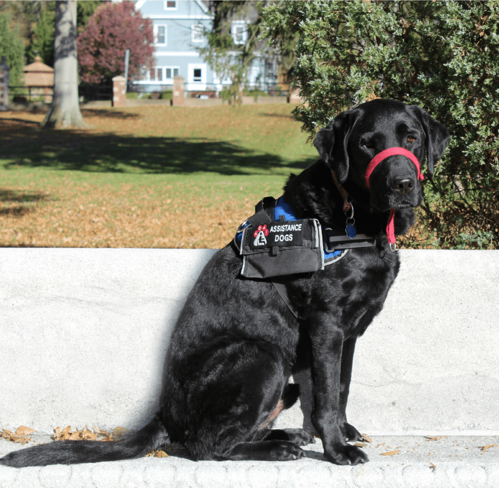 “The Best Therapist Has Fur and Four Legs,”  My Service Dog&nbsp;Jackson!